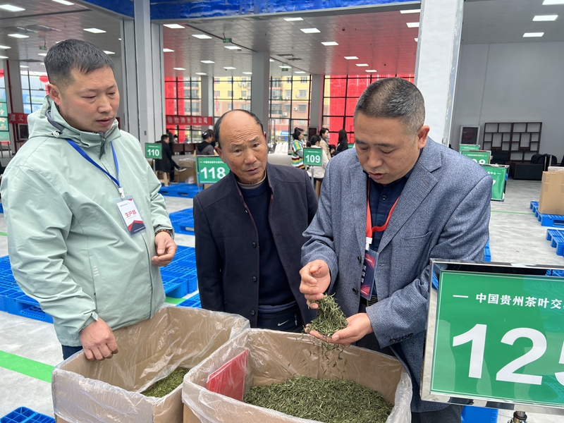 6、茶叶采购商现场查看茶叶外形（。徐冬青摄